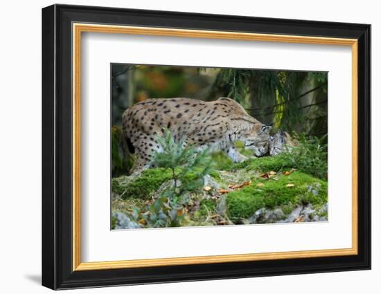 Forest, Eurasian Lynx, Lynx Lynx, Mother and Cub, Eye Contact-Ronald Wittek-Framed Photographic Print