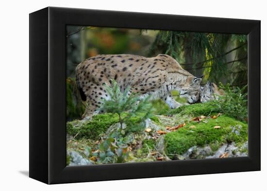 Forest, Eurasian Lynx, Lynx Lynx, Mother and Cub, Eye Contact-Ronald Wittek-Framed Premier Image Canvas