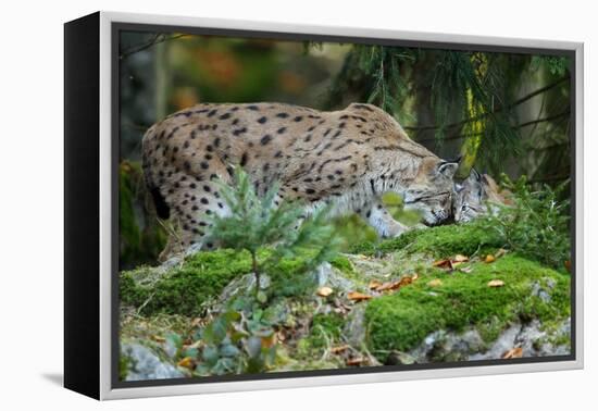 Forest, Eurasian Lynx, Lynx Lynx, Mother and Cub, Eye Contact-Ronald Wittek-Framed Premier Image Canvas