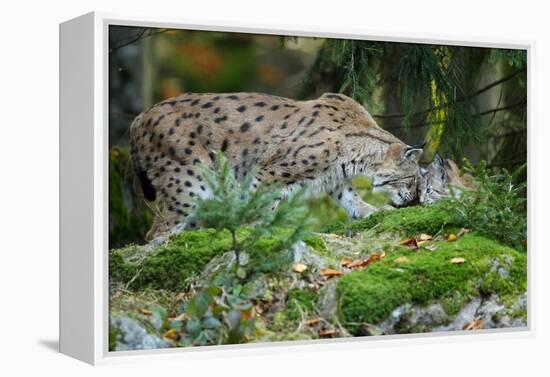 Forest, Eurasian Lynx, Lynx Lynx, Mother and Cub, Eye Contact-Ronald Wittek-Framed Premier Image Canvas