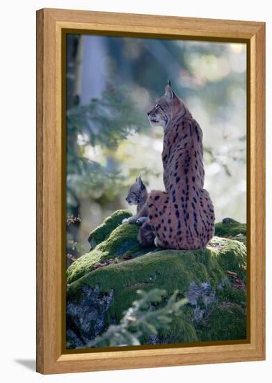 Forest, Eurasian Lynx, Lynx Lynx, Mother Animal, Watchfulness, Young Animal, Sitting, Back View-Ronald Wittek-Framed Premier Image Canvas