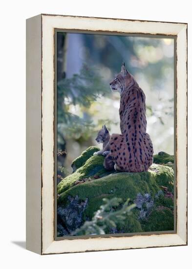 Forest, Eurasian Lynx, Lynx Lynx, Mother Animal, Watchfulness, Young Animal, Sitting, Back View-Ronald Wittek-Framed Premier Image Canvas