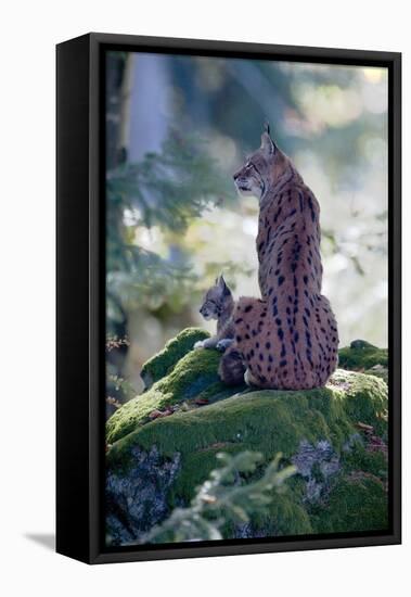 Forest, Eurasian Lynx, Lynx Lynx, Mother Animal, Watchfulness, Young Animal, Sitting, Back View-Ronald Wittek-Framed Premier Image Canvas