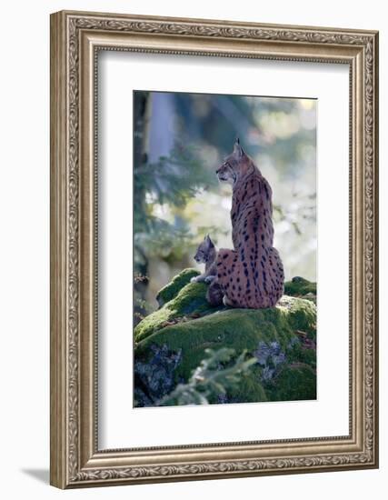 Forest, Eurasian Lynx, Lynx Lynx, Mother Animal, Watchfulness, Young Animal, Sitting, Back View-Ronald Wittek-Framed Photographic Print