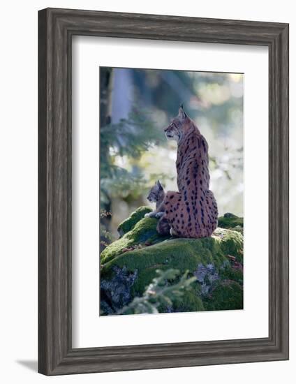 Forest, Eurasian Lynx, Lynx Lynx, Mother Animal, Watchfulness, Young Animal, Sitting, Back View-Ronald Wittek-Framed Photographic Print