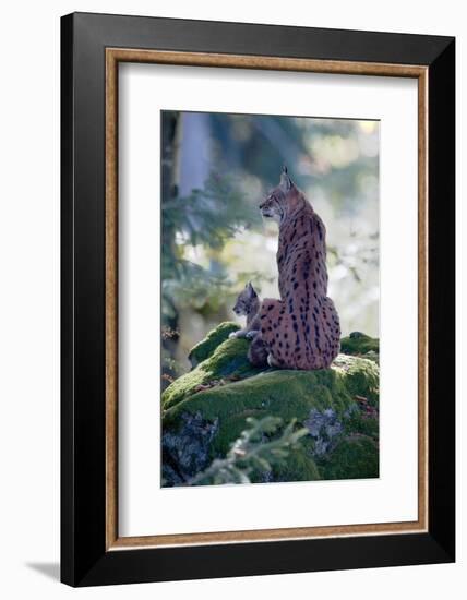 Forest, Eurasian Lynx, Lynx Lynx, Mother Animal, Watchfulness, Young Animal, Sitting, Back View-Ronald Wittek-Framed Photographic Print