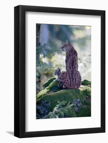 Forest, Eurasian Lynx, Lynx Lynx, Mother Animal, Watchfulness, Young Animal, Sitting, Back View-Ronald Wittek-Framed Photographic Print