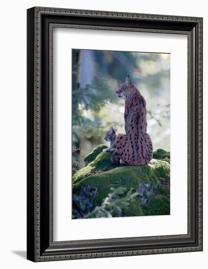 Forest, Eurasian Lynx, Lynx Lynx, Mother Animal, Watchfulness, Young Animal, Sitting, Back View-Ronald Wittek-Framed Photographic Print