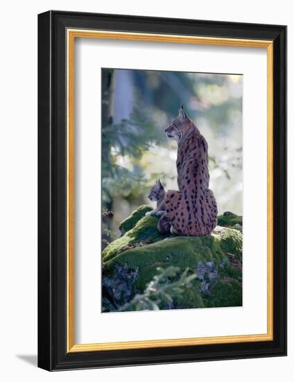 Forest, Eurasian Lynx, Lynx Lynx, Mother Animal, Watchfulness, Young Animal, Sitting, Back View-Ronald Wittek-Framed Photographic Print