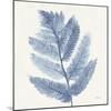 Forest Ferns I Blue-Albena Hristova-Mounted Art Print