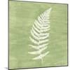 Forest Ferns III-Vanna Lam-Mounted Art Print