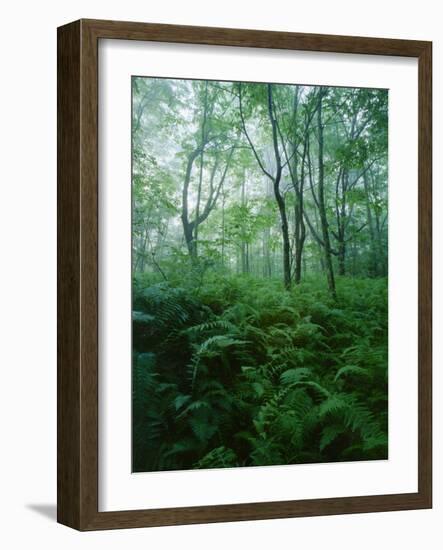 Forest Ferns in Misty Morning, Church Farm, Connecticut, USA-Scott T. Smith-Framed Photographic Print