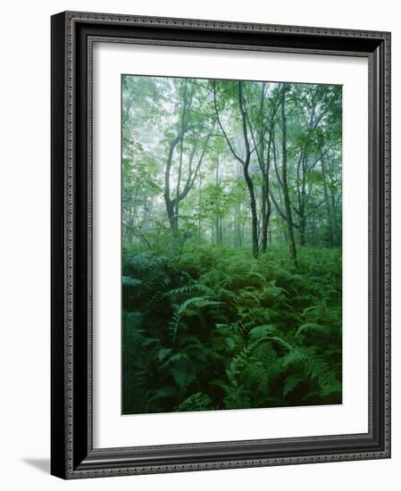 Forest Ferns in Misty Morning, Church Farm, Connecticut, USA-Scott T. Smith-Framed Photographic Print