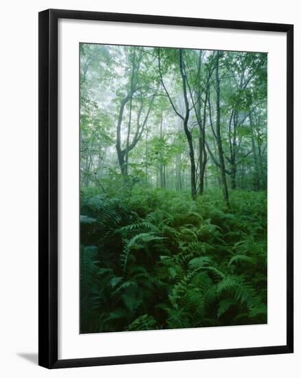 Forest Ferns in Misty Morning, Church Farm, Connecticut, USA-Scott T. Smith-Framed Photographic Print