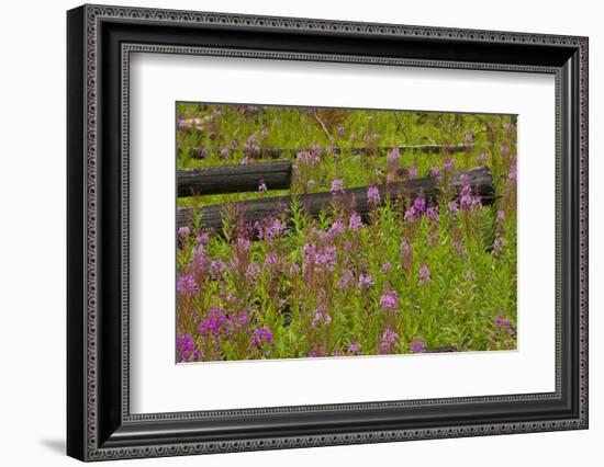 Forest Fire Aftermath, Bow Valley Parkway, Banff National Park, Alberta, Canada-Michel Hersen-Framed Photographic Print