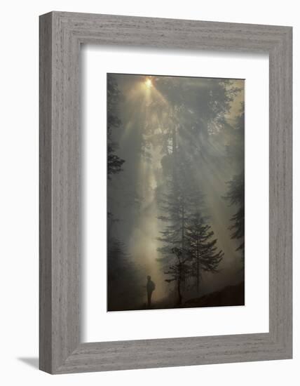 Forest Fire, Sequoia and Kings Canyon National Park, California, USA-Gerry Reynolds-Framed Photographic Print