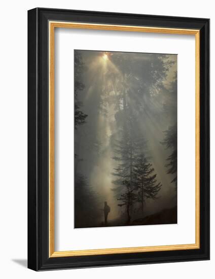Forest Fire, Sequoia and Kings Canyon National Park, California, USA-Gerry Reynolds-Framed Photographic Print