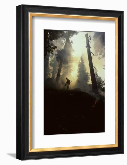 Forest Fire, Sequoia and Kings Canyon National Park, California, USA-Gerry Reynolds-Framed Photographic Print