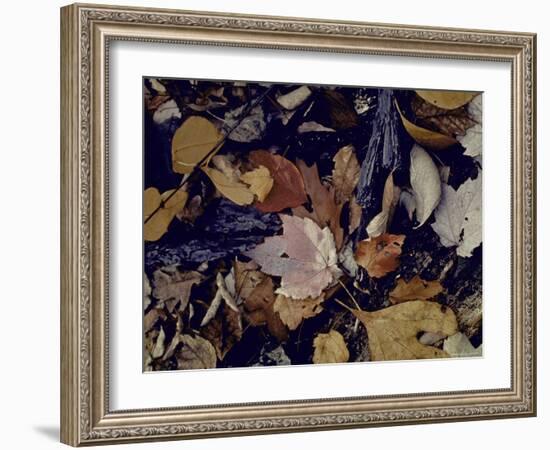 Forest Floor at Mettle's Woods in Fall with Varied Colored Leaves Covering Ground-Gjon Mili-Framed Photographic Print