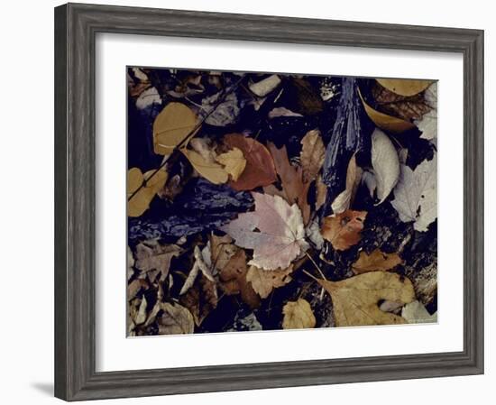 Forest Floor at Mettle's Woods in Fall with Varied Colored Leaves Covering Ground-Gjon Mili-Framed Photographic Print