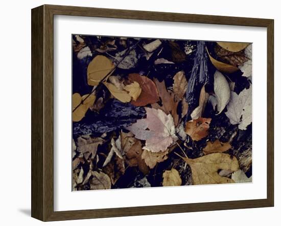 Forest Floor at Mettle's Woods in Fall with Varied Colored Leaves Covering Ground-Gjon Mili-Framed Photographic Print