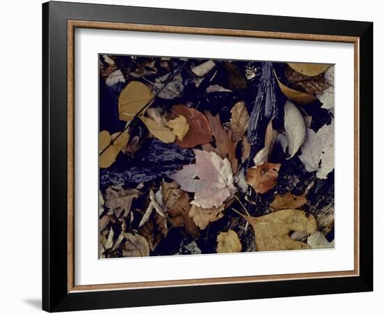 Forest Floor at Mettle's Woods in Fall with Varied Colored Leaves Covering Ground-Gjon Mili-Framed Photographic Print