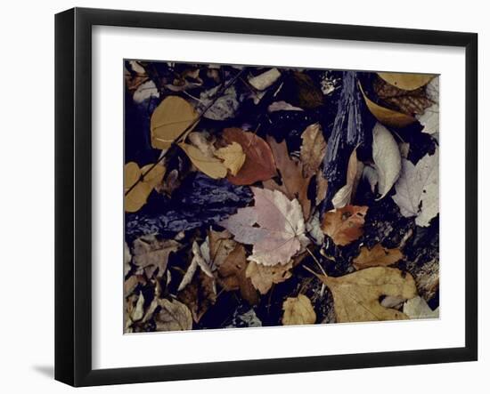 Forest Floor at Mettle's Woods in Fall with Varied Colored Leaves Covering Ground-Gjon Mili-Framed Photographic Print