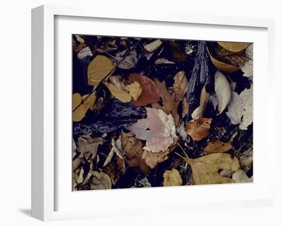 Forest Floor at Mettle's Woods in Fall with Varied Colored Leaves Covering Ground-Gjon Mili-Framed Photographic Print