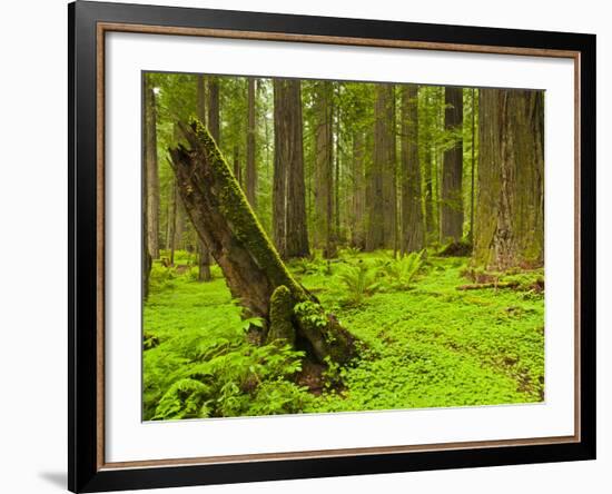 Forest Floor, Humboldt Redwood National Park, California, USA-Cathy & Gordon Illg-Framed Photographic Print