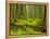 Forest Floor, Humboldt Redwood National Park, California, USA-Cathy & Gordon Illg-Framed Premier Image Canvas