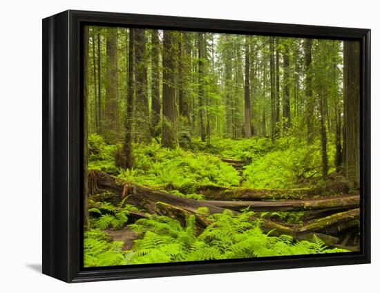 Forest Floor, Humboldt Redwood National Park, California, USA-Cathy & Gordon Illg-Framed Premier Image Canvas