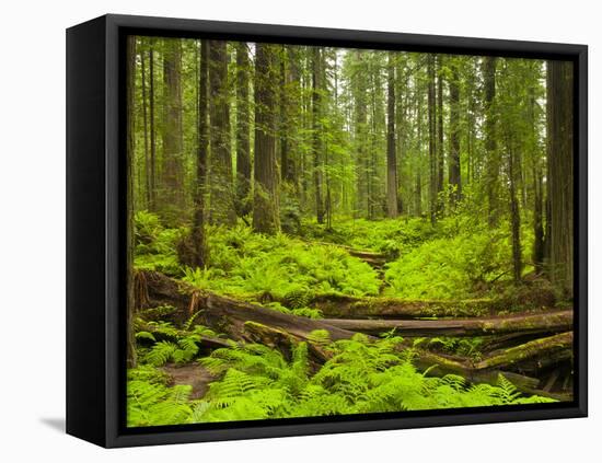 Forest Floor, Humboldt Redwood National Park, California, USA-Cathy & Gordon Illg-Framed Premier Image Canvas