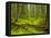 Forest Floor, Humboldt Redwood National Park, California, USA-Cathy & Gordon Illg-Framed Premier Image Canvas