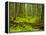 Forest Floor, Humboldt Redwood National Park, California, USA-Cathy & Gordon Illg-Framed Premier Image Canvas