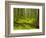 Forest Floor, Humboldt Redwood National Park, California, USA-Cathy & Gordon Illg-Framed Photographic Print