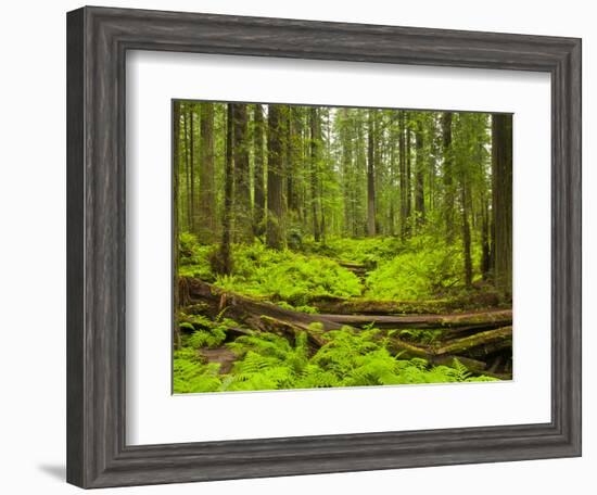 Forest Floor, Humboldt Redwood National Park, California, USA-Cathy & Gordon Illg-Framed Photographic Print