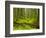 Forest Floor, Humboldt Redwood National Park, California, USA-Cathy & Gordon Illg-Framed Photographic Print