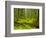 Forest Floor, Humboldt Redwood National Park, California, USA-Cathy & Gordon Illg-Framed Photographic Print