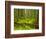 Forest Floor, Humboldt Redwood National Park, California, USA-Cathy & Gordon Illg-Framed Photographic Print