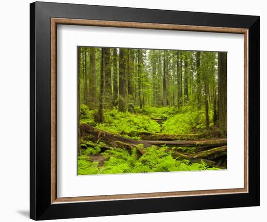 Forest Floor, Humboldt Redwood National Park, California, USA-Cathy & Gordon Illg-Framed Photographic Print