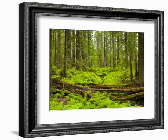 Forest Floor, Humboldt Redwood National Park, California, USA-Cathy & Gordon Illg-Framed Photographic Print