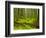 Forest Floor, Humboldt Redwood National Park, California, USA-Cathy & Gordon Illg-Framed Photographic Print