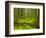 Forest Floor, Humboldt Redwood National Park, California, USA-Cathy & Gordon Illg-Framed Photographic Print