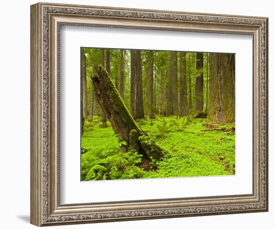 Forest Floor, Humboldt Redwood National Park, California, USA-Cathy & Gordon Illg-Framed Photographic Print