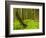 Forest Floor, Humboldt Redwood National Park, California, USA-Cathy & Gordon Illg-Framed Photographic Print