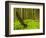 Forest Floor, Humboldt Redwood National Park, California, USA-Cathy & Gordon Illg-Framed Photographic Print