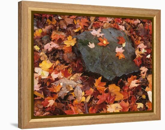 Forest Floor in Fall, World's End State Park, Pennsylvania, USA-Jaynes Gallery-Framed Premier Image Canvas