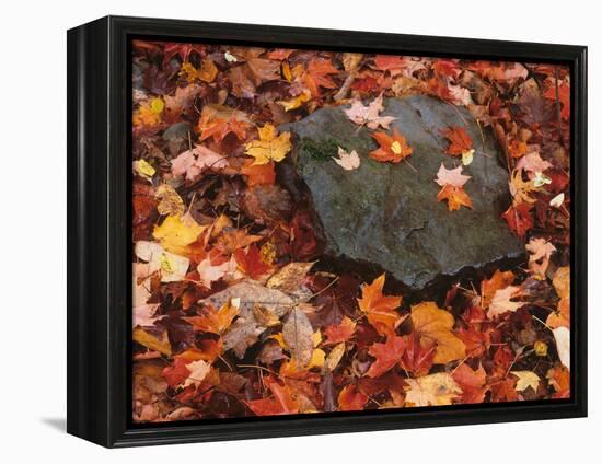 Forest Floor in Fall, World's End State Park, Pennsylvania, USA-Jaynes Gallery-Framed Premier Image Canvas