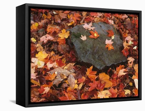 Forest Floor in Fall, World's End State Park, Pennsylvania, USA-Jaynes Gallery-Framed Premier Image Canvas