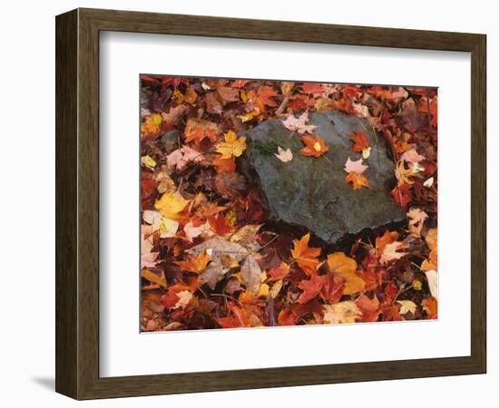 Forest Floor in Fall, World's End State Park, Pennsylvania, USA-Jaynes Gallery-Framed Photographic Print